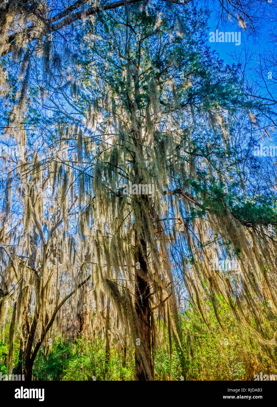 Spanish moss hangs from a tree on Mangum Avenue, Feb. 6, 2015 in Selma