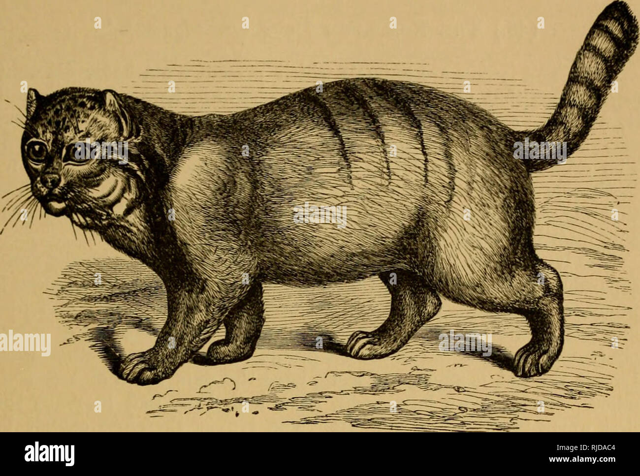 . The cat; an introduction to the study of backboned animals, especially mammals. Cats; Anatomy, Comparative. CHAP. XII.] DIFFERENT KINDS OF CATS. 423. Fig. 179.—The Manul (f. Manul). (44.) The Straw or Pampas Cat {Felis pajeros).* This animal is about the size of our wild cat, but is more robust in build, with a smaller head and a shorter tail. The hair is long, and the colour of the body is yellowish-grey, marked with transverse bands of yellow or brown, which run obliquely from the back to the flanks. Two patches descend from the eyes over the cheeks, and meet beneath the throat. The animal Stock Photo