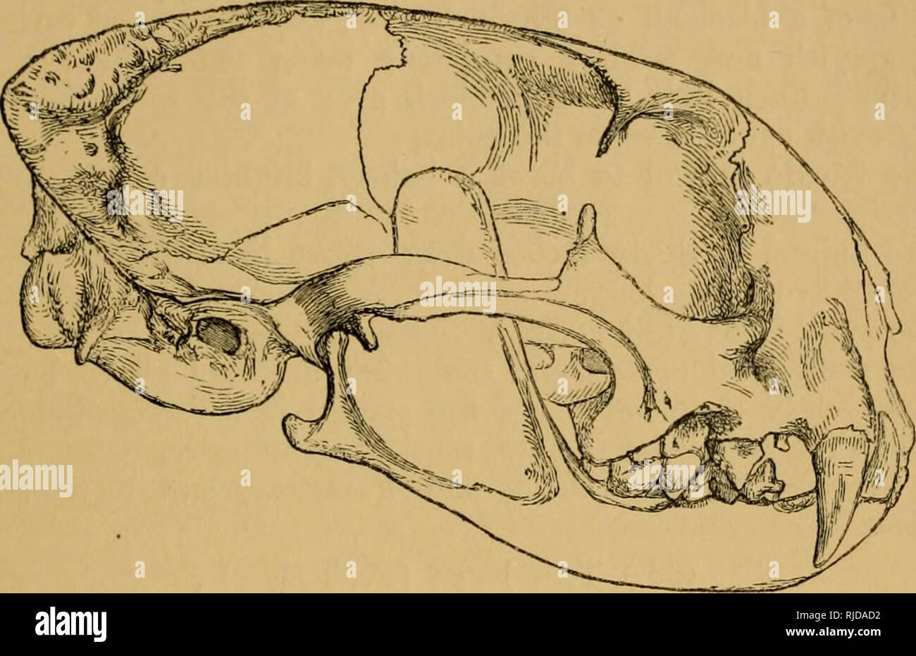 ANAT 411 Anterior View of the Muscles of Head & Neck Diagram