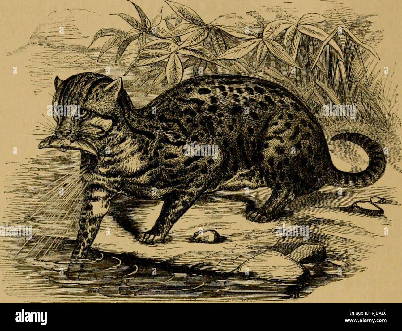 Pupil Extending High Resolution Stock Photography and Images - Alamy