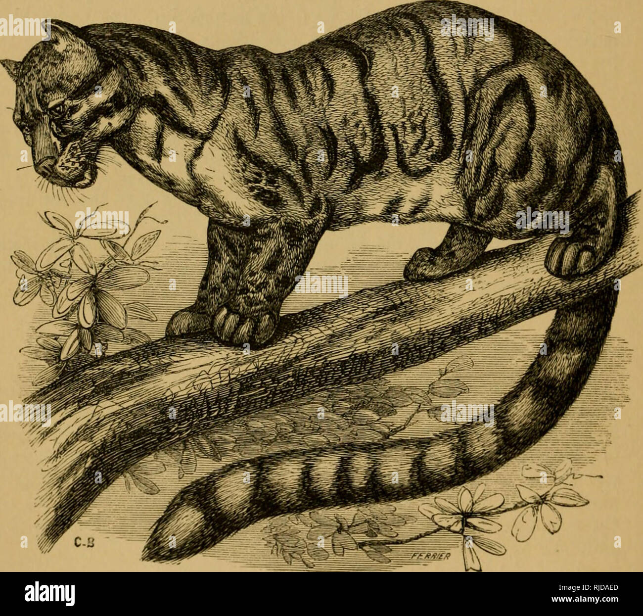 Кет чап. Cute capoo. Кэнтаро ябуки black cat манга. Кет чап. Мой единственный кот манга хентай.