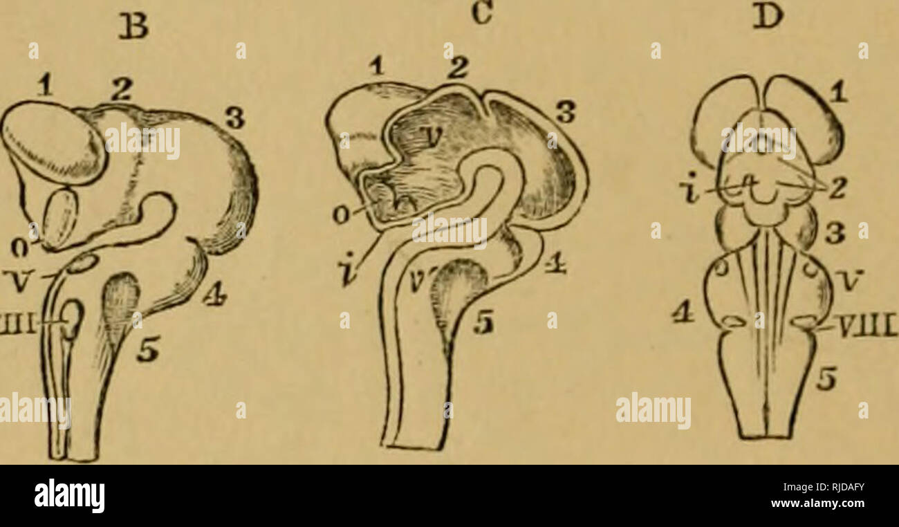 . The cat; an introduction to the study of backboned animals, especially mammals. Cats; Anatomy, Comparative. 358 THE CAT. [chap. X. vesicles, namely, those of the mid-hrain and the hmd-hrain. The fore-brain, called also the deutenccphalon, contains the anterior termination of the primitive medullary canal, and this becomes the third ventricle ; the pre-axial wall of the first vesicle becoming the lamina terminalis of the adult. The optic thalami, optic nerves, pineal gland and infundibulum, are formed from this vesicle. The mid-brain, called also the meHcncophalon, contains that part of the p Stock Photo