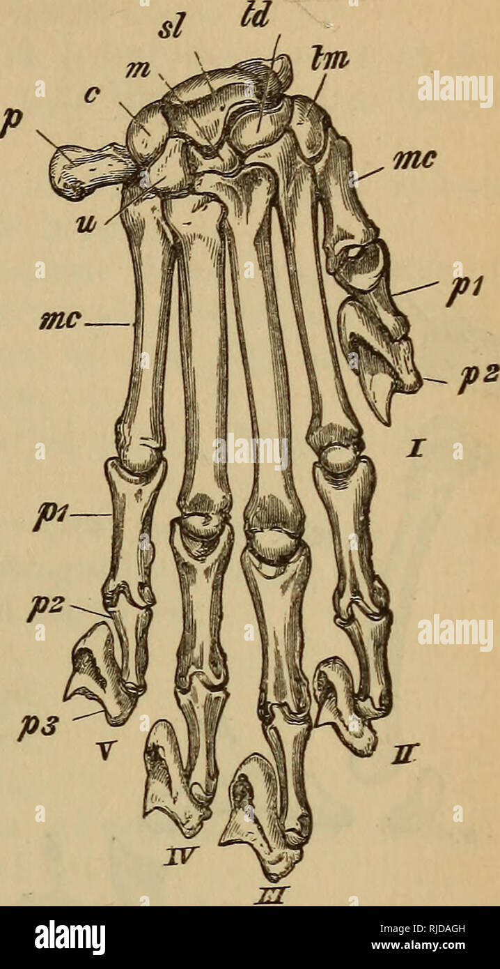 Cat Paw Anatomy High Resolution Stock Photography and Images - Alamy