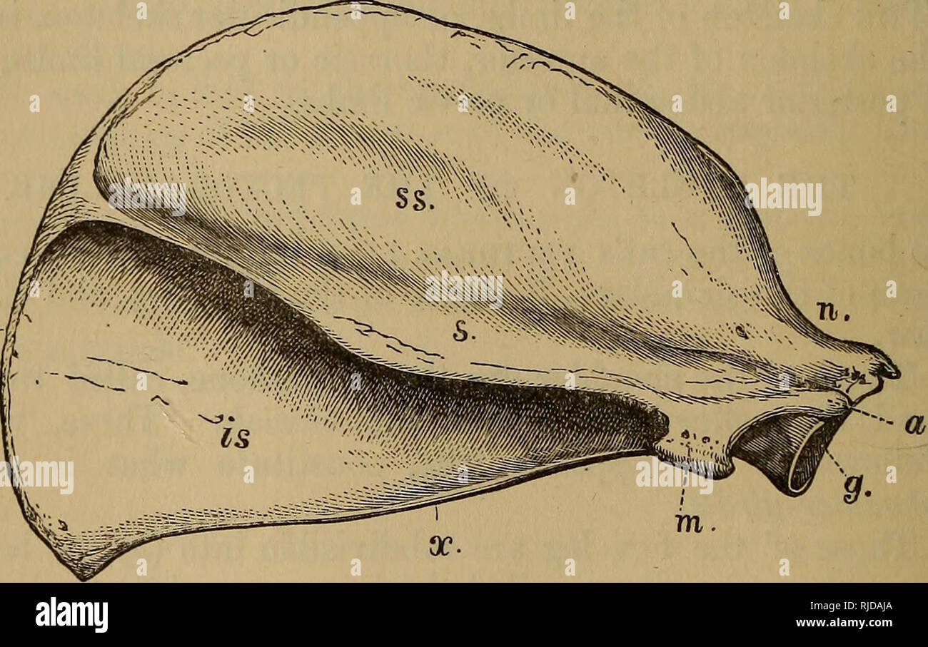 Cat scapula anatomy hi-res stock photography and images - Alamy