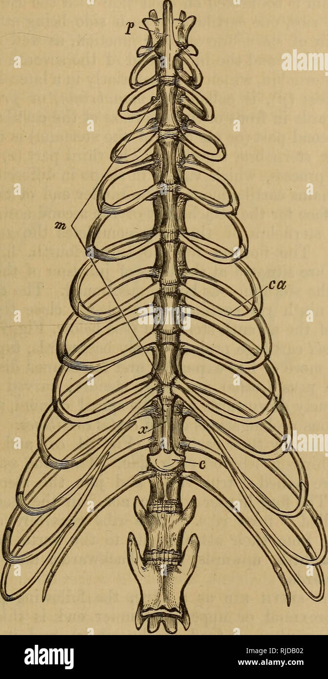 . The cat : an introduction to the study of backboned animals, especially mammals. Cats; Anatomy, Comparative. CHAP. III.] SKELETON OF THE BEAD AND TRUNK. 49 § 14. Having considered the dorsal part of the axial skeleton— the backbone—we may now proceed to consider that opposite, or ventral structure, the breastbone, together with those parts (the ribs, with their cartilages), which connect the backbone and breastbone together. The breastbone and ribs, with the dorsal vertebras, to. Fig. 24.— Skeleton op the Thorax. c. End of xiphoid cartilage. ca. One of the costal cartilages. to. Sternebrae o Stock Photo