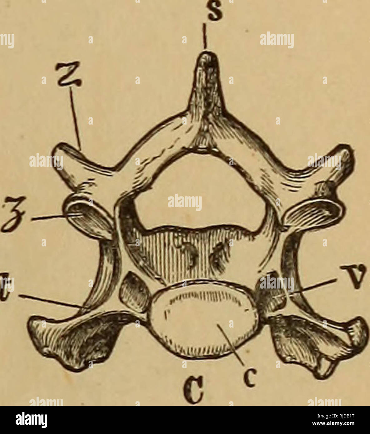 洋書　vertebrate anatomy 61wj2nd7lRL._UF1000,1000_QL80_.jpg