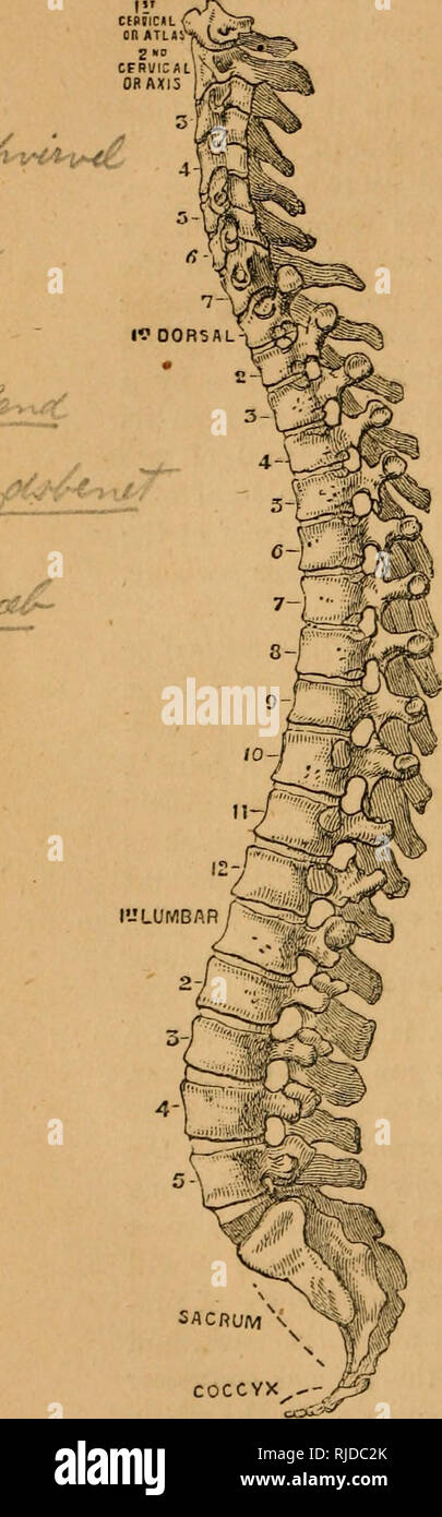 . Chamber's scientific reader : illustrated with wood engravings. Readers. 46 PHYSIOLOGY OF THE HUMAN BODY. column there are 33 vertebrae. At the top are 7 cervical1 vertebrae, or vertebrae of the neck The topmost, or first cer- vical, is termed atlas, because by it the head is properly borne up, as the earth was by the fabled god Atlas. The second cervical is called ^iPk the axis, because it is the proper axis or joint of the neck, the joint between it and the atlas, which is a jnvot-joint, being that which enables the head to turn round. Next to the cervical are the 12 dorsal2 vertebrae, or  Stock Photo