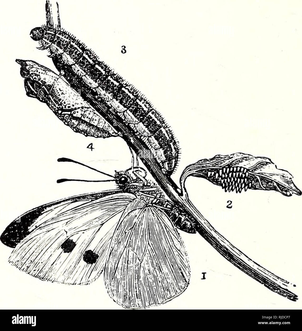 . The century book of gardening; a comprehensive work for every lover of the garden. Gardening. PEA AND BEAN WEEVILS. 1 and 2. Sitones crinitus, nat. size and mag. 3 and 4. ,, lineatus. ,, „ grubs feed on the roots, and are white, legless, and about iin. long. The Turnip Gall Weevil (Ceutorhynchas Sulcicollis).— There is yet another weevil that at times is decidedly injurious in our gardens, as its grubs form galls on the roots of Turnips and Cabbages of all kinds. These galls vary much in size, but sometimes form a knob on the root fin. in diameter, and the roots at times are covered with the Stock Photo