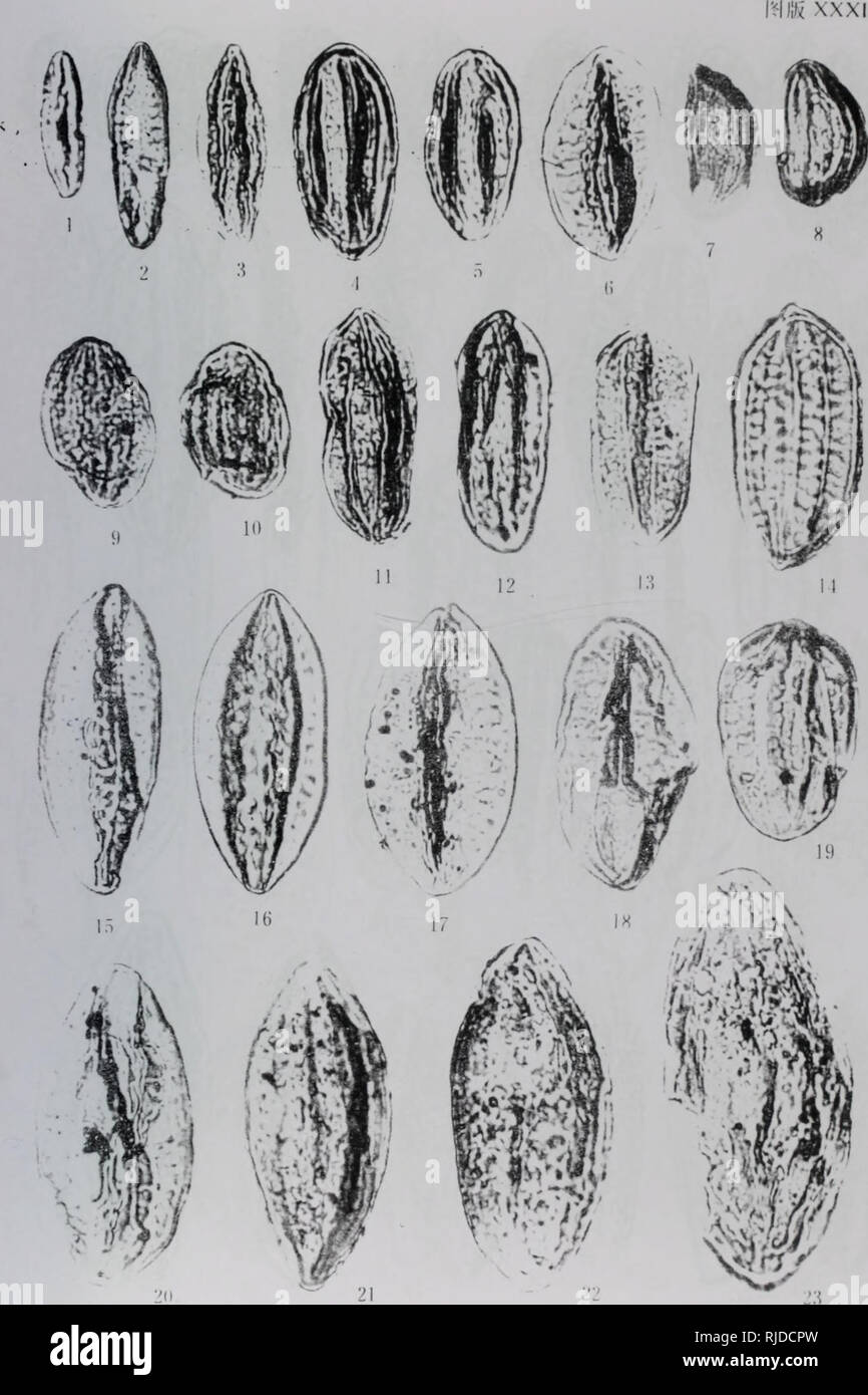 chai da mu pen di di san ji bao fen xue yan jiu. botany. . Please note that  these images are extracted from scanned page images that may have been  digitally