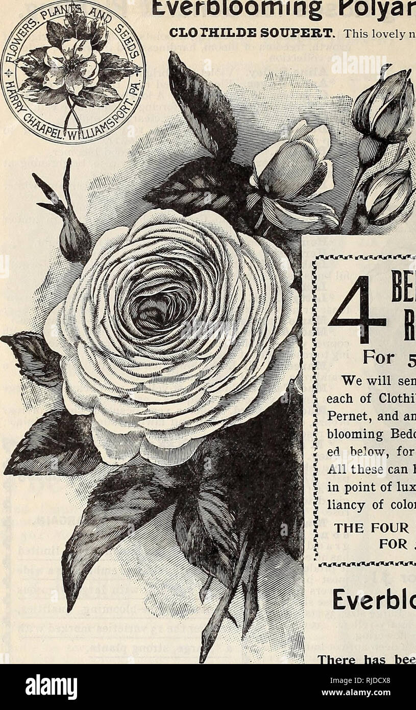 . Chaapel's flowers plants and seeds. Nurseries (Horticulture) Pennsylvania Williamsport Catalogs; Nursery stock Pennsylvania Williamsport Catalogs; Seeds Pennsylvania Williamsport Catalogs. Everblooming Polyantha or Fairy Roses. CLOTHILDE SOUFERT.. This lovely new everblooming Rose came from the gardens of Luxembourg, in France, and is a great favorite and much admired wherever seen. Medium size, full, round flowers, beautiful pinkish amber, or creamy yellow, delicately flushed with silver-rose; particularly elegant and handsome, and deliciously perfumed. The bush is a regular, compact grower Stock Photo