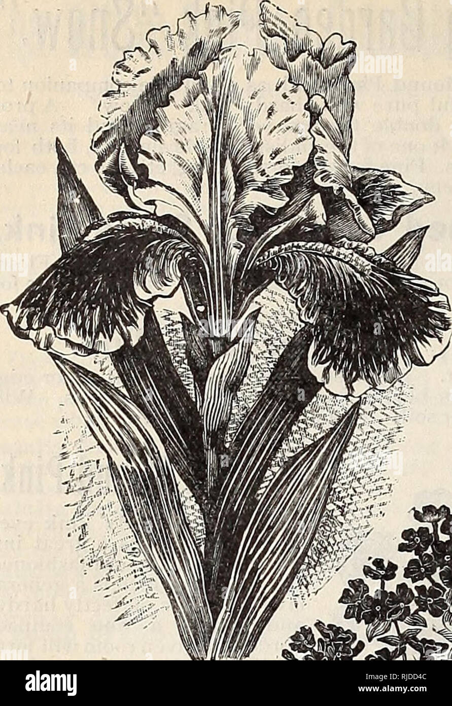 . Chaapel's flowers plants and seeds. Nurseries (Horticulture) Pennsylvania Williamsport Catalogs; Nursery stock Pennsylvania Williamsport Catalogs; Seeds Pennsylvania Williamsport Catalogs. Iris Rainbow Flower ox Fleur-de-Lis. LEPHC0YS PlNKflTH. Similar to Riidbeckia Speciosa, the &quot; Texas Cone Flower&quot; or &quot;Cul- tivated Black-Eyed Su- san,&quot; but is superior in «;very way. One of the very best of our hardy border plants ; covered ihrough the season with hhowy heads of bright vellow flowers, having a l)lack disk in the center, resembling a cone with the ray florets much droopin Stock Photo