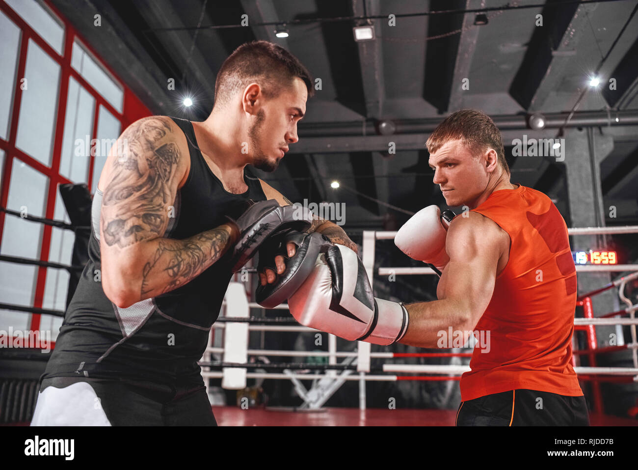 Handsome young sportsman in boxing gloves punching hook. Muscular boxer training on boxing paws
