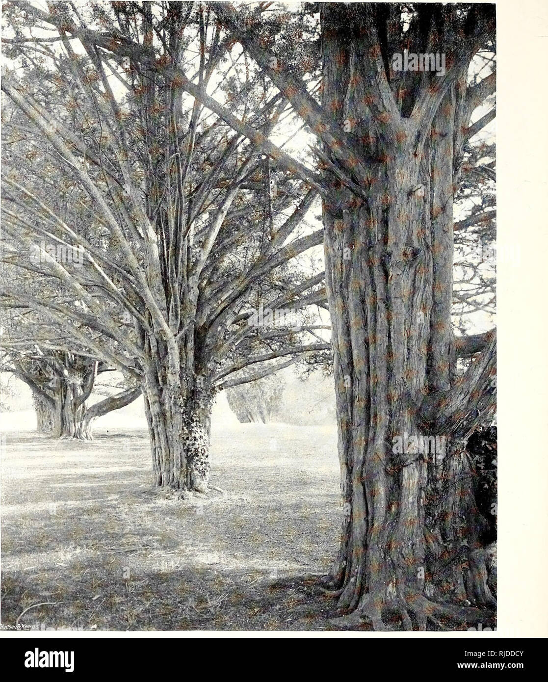 . The century book of gardening; a comprehensive work for every lover of the garden. Gardening. f 4SO 1. A STUDY OF YEWS AT HOLME LACY, HEREFORDSHIRE. variety Iutea has deep yellow foliage, while in Vervseneana it is of a bronzy orange hue. A weeping form (pendula) is also very noticeable. A. Thuja, called Warreana, is considered the hardiest of the Arborvilre group. T. orientalis (the Chinese- Arborvitce).—Tas is a common plant in gardens, usually of columnar habit, and dense in growth. It is seldom seen much over 15ft. in height. There are man)' varieties, the best being aurea (the Golden A Stock Photo