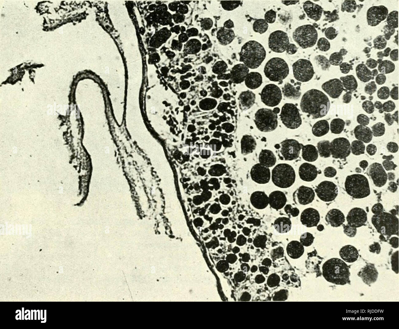 Cercetari De Embriologie Experimentala Embryology Al Ti Ou 3 A A C 3 N A Tp A 2 E O B E A Oco A O B 3
