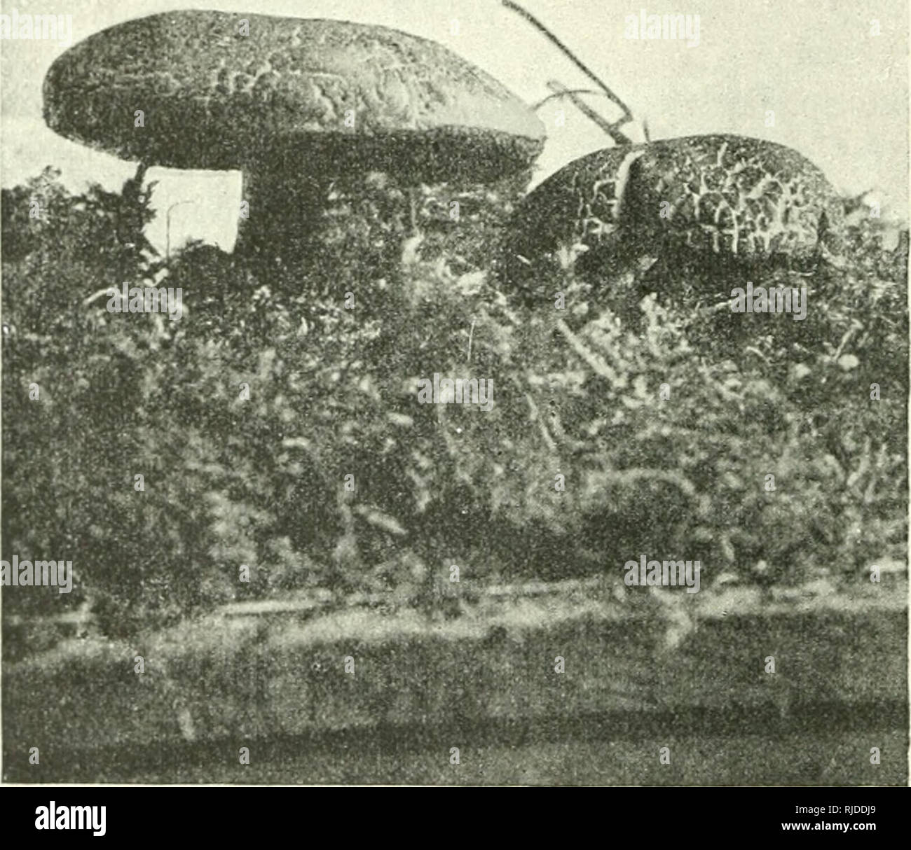 . Cesk houby. Fungi -- Czech Republic. ' lilubokycli lesÃ-ch vÅ¡eho Äuhii, v listÃ- a humusu, na stinnÃ½ch mÃ-stech, vÅ¡ude velmi obecnÃ½ a vÅ¾dy v bohatÃ½ch koloniÃ-ch. Dokud jest mhidÃ½ a tuhÃ½, se Å¾lut rour., jest dobrÃ¡, aromatickÃ¡ houba, v stÃ¡ÅÃ- zmÄkne a nestojÃ- za mnoho. Mimo to bÃ½vÃ¡ pak potaÅ¾en plÃ-snÃ-. SbÃ-rÃ¡ se ale mÃ¡lo, sluje Â»habka, pupek, mra- Äinka, Å evÄÃ-k, ovÄÃ- hÅÃ-bekÂ«. ÃhlednÃ¡ jest odrÅ¯da var. rcseus .Smotl. s kl. pÄknÄ sametovÄ plstnatÃ½m, broskvovÄ ÄervenÃ½m, s mocnou Äervenou vrstvou pod po- koÅ¾kou a Å¾lutou, nemÄnlivou duÅ¾.. nahoÅe Å¾lutÃ½m, v celÃ© dol Stock Photo
