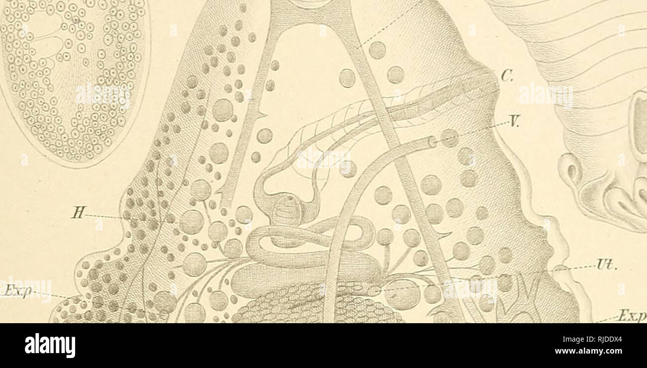Cestodes Tapeworms Yetmes Ilpla Ttielmiiiflies Cestodes Taf Xxxyi Tigl I5 Tig 2 T Ai Quot Ticj 3 V St Mf Ut Rief 4 Y Fig 5 I R A Z W B Vi Pig 6 F F Y J 7 I Cestodes Tapeworms Yetmes Ilpla Ttielmiiiflies Cestodes Taf Xxxyi Tigl I5 Tig 2 T Ai Quot Ticj 3 V St Mf Ut Rief 4 Y Fig 5 I R A Z W B Vi Pig 6 F F Y J 7 I