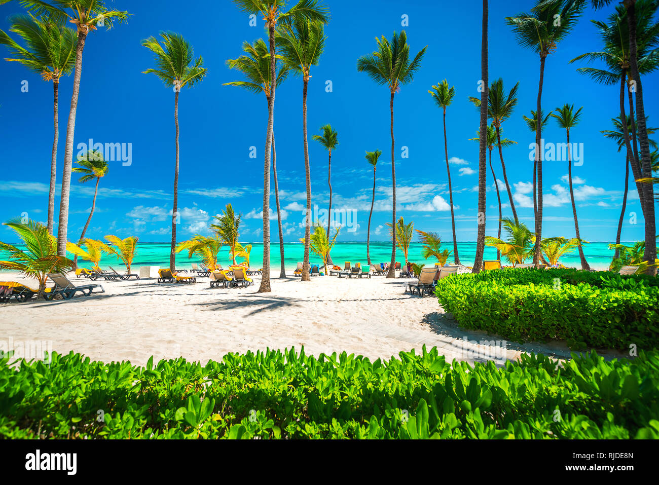 Palm trees on the tropical beach, Dominican Republic Stock Photo