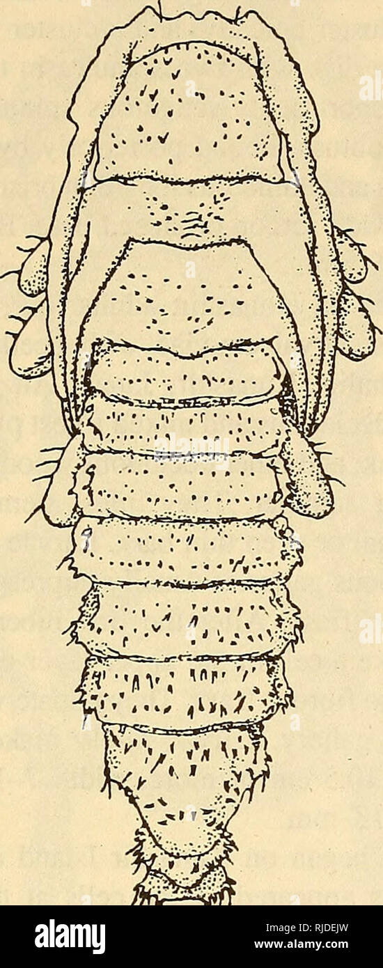 . Cerambycidae of Northern Asia. Cerambycidae; Beetles; Cerambycidae; Cerambycidae. 211. Fig. 81. Pupa of Mesosa japonica Bat gitudinal groove, almost entirely with minute dispersed setigerous spi- nules; three transverse interlacing rows occur among these spinules—one row near anterior margin, second in middle, and third on hind clivus (in Mesosa myops (Dalm.) these rows more distinct). Mesonotum slightly convex, posteriorly with barely raised shield, with numerous setigerous paramedial spinules forming two extensive clusters extending from apex of shield toward base of elytra. Metanotum conv Stock Photo