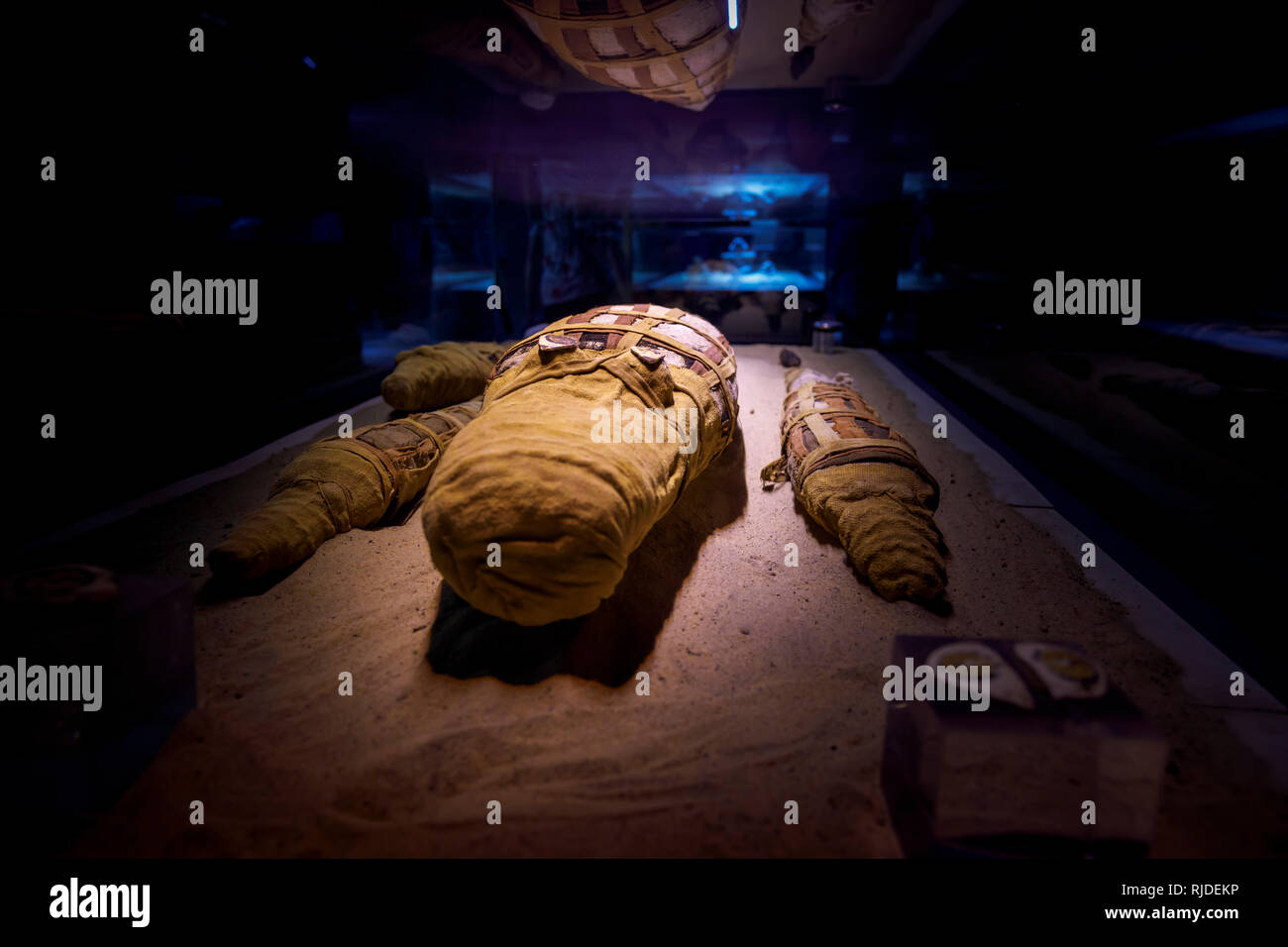 Crocodile mummies on display in the museum in the Temple of Kom Ombo, Temple of Sobek, a double temple from the Ptolomeic dynasty, Upper Egypt Stock Photo