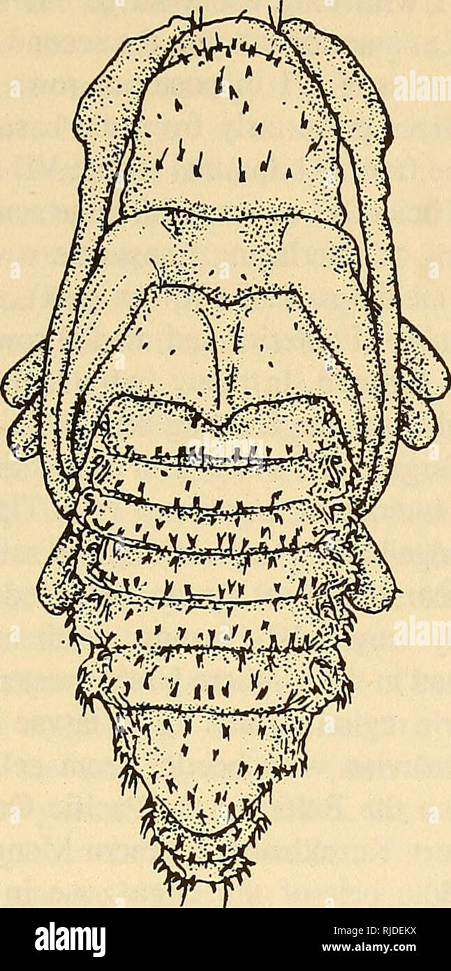 . Cerambycidae of Northern Asia. Cerambycidae; Beetles; Cerambycidae; Cerambycidae. 205. Fig. 79. Pupa of Mesosa myops (Dalm.). Pronotum transverse, insignificantly less in length than width, with acute, slightly produced posterior and straight anterior angles, at posterior margin without perceptible notches (posterior margin almost straight), disk uniformly convex, medially with barely perceptible longitudinal groove, with acute setigerous spinules, among which two transverse rows are distinguishable—one near anterior margin and second in the middle (in Mesosa japonica Bat., spinules on prono Stock Photo