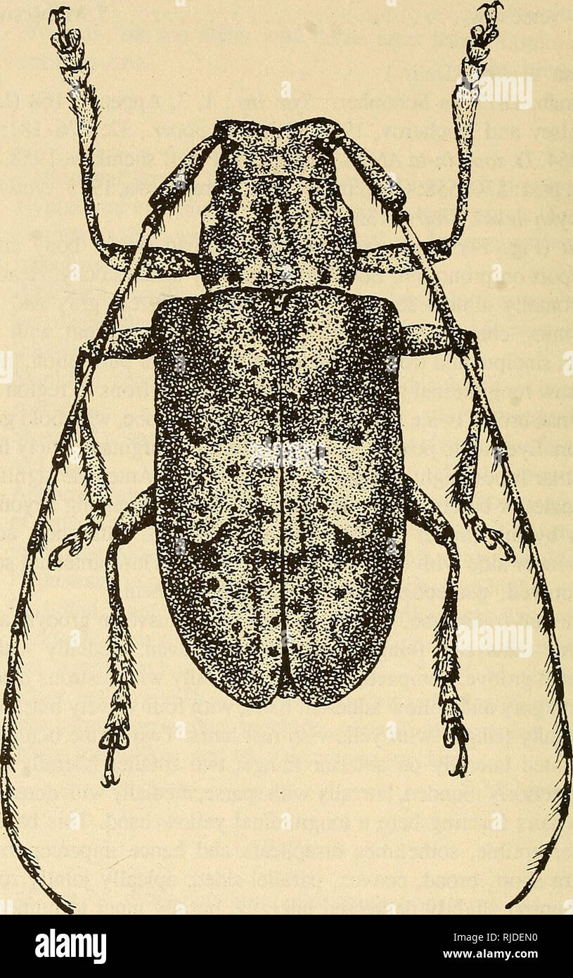 . Cerambycidae of Northern Asia. Cerambycidae; Beetles; Cerambycidae; Cerambycidae. 202. 150 Fig. 77. Mesosa myops (Dalm.). hairs, apically black or dark: brown, with brownish hairs; 1st segment entirely black. Body length 8-16 mm. Egg: White, elongate, tapering toward poles. Chorion matte, smooth, without cellular sculpture. Length 2.5 mm, width 0.8 mm. Larva (Fig. 78): Characterized by two spinules laterally on hypo- stoma, longitudinal streaks on epistoma, and other characters. Head parallel-. Please note that these images are extracted from scanned page images that may have been digitally  Stock Photo