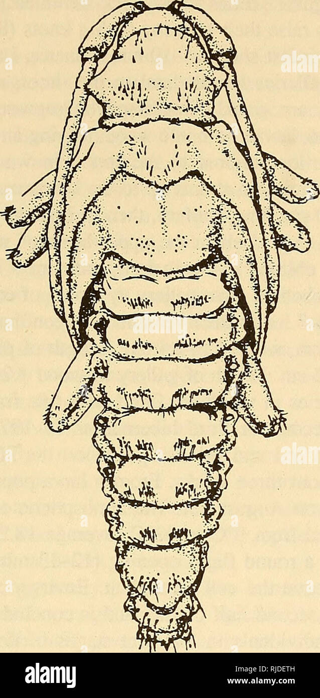 . Cerambycidae of Northern Asia. Cerambycidae; Beetles; Cerambycidae; Cerambycidae. 169. 126 Fig. 63. Pupa of Acalolepta luxuriosa (Bat). inner and smaller lateral) separated by small space. Abdominal tergite VII transverse, posteriorly broadly rounded, transversely striate, in pos- terior half with large setigerous spinules variously directed. Tergite VIII semi- circular, posteriorly broadly rounded, laterally with solitary, barely per- ceptible spinules or without them. Tip of abdomen (ventral view) obtuse, laterally bound by high ridges fusing to form urogomphus terminating in sclerotized s Stock Photo