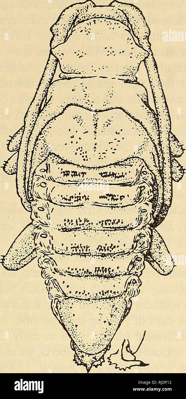 . Cerambycidae of Northern Asia. Cerambycidae; Beetles; Cerambycidae; Cerambycidae. 123. 93 Fig. 44. Pupa of Monochamus galloprovincialis (Oliv.). 95 form transverse row broadly interrupted medially. Upper ocular lobe (at base of antennae) with two large spinules. Labrum tapering anteriorly, apically somewhat narrowly rounded, basally along sides and at apex with large spinules forming three clusters. Antennae in second half spiraled, with almost two (female) or three (male) loops. Pronotum transverse, basally with indistinct transverse groove, disk uniformly convex, laterally with large conic Stock Photo