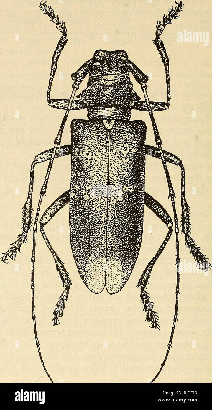 . Cerambycidae of Northern Asia. Cerambycidae; Beetles; Cerambycidae; Cerambycidae. 120. Fig. 42. Monochamus galloprovincialis (Oliv.). dispersed erasing punctures, with short adherent gray and yellowish hairs forming beyond middle a broad, before hind clivus narrow transverse gray- ish or yellowish, indistinct, shghtly projecting band. Forelegs of males 93 long, distinctly longer than midlegs, midtibiae on outer side beyond middle with acicular projection, distal to it with coarse brownish bristles forming brush. Body ventrally with dense rusty-bronze pubescence. Stemite V apically truncate o Stock Photo