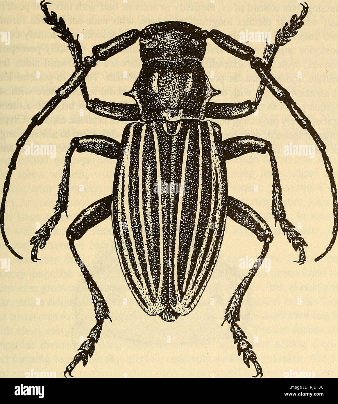 . Cerambycidae of Northern Asia. Cerambycidae; Beetles; Cerambycidae; Cerambycidae. 85. Fig. 30. Eodorcadion quinquevittatum (Hamm.). dense compact adherent white pubescence. Legs with uneven gray pub- escence. Midtibiae in distal half on outer side in males with deeper, in females with less deep notch bearing dense bristles forming brush. Body, antennae, and legs black. Body length 14-24 mm. Egg: White with brownish tinge, elongate, broadly rounded at poles. Chorion with very fine cellular sculpture. Length 3.0-4.2 mm, width 0.9-1.1 mm, weight 4-5 mg. Larva (Fig. 31): Characterized by broadly Stock Photo