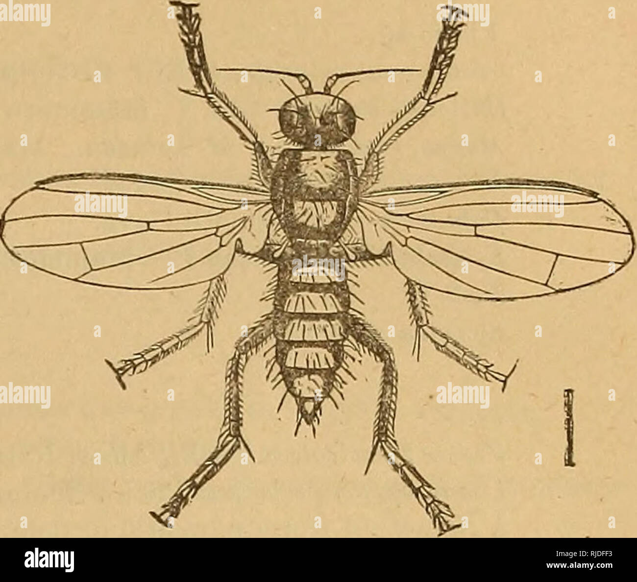 . The cave fauna of North America, with remarks on the anatomy of the ...