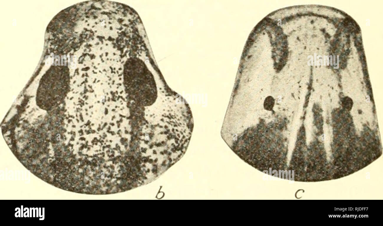 . Cave vertebrates of America; a study in degenerative evolution. Cave animals; Evolution. Fig. 3. (a) Head of Spelerpes macttlicamla, 54 mm. long. (6) Head of Typhhilriton spelaus, 54 mm. long, (c) Head of TypJUomolge ralhbuni, 47.5 mm. long. Rockhouse Cave, and smaller caves in the same neighborhood in southwestern Missouri. It is found under rocks in and out of the water. This is the most interesting form, inasmucli as it is a much more ty[)ical cave animal than Spelerpes, Ijut has not yet reached tlie degenerate condition of Typhlomolge. Its eyes are apparently normal in the larva, but in  Stock Photo