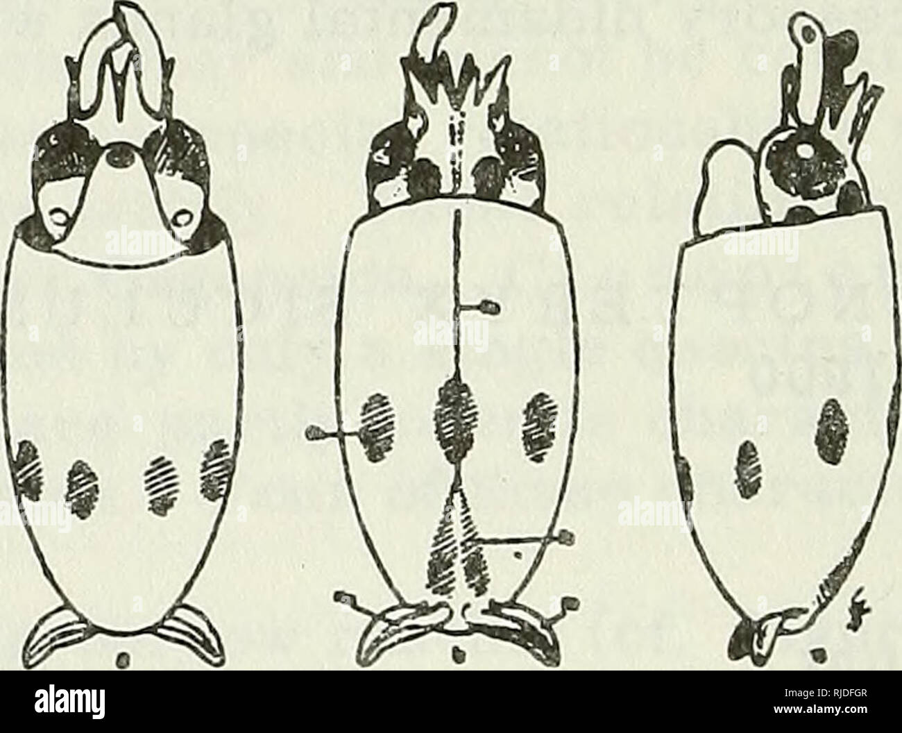 . Cephalopoda. Cephalopoda. FIGURE 116 [sic.]. Very young larvae of ...