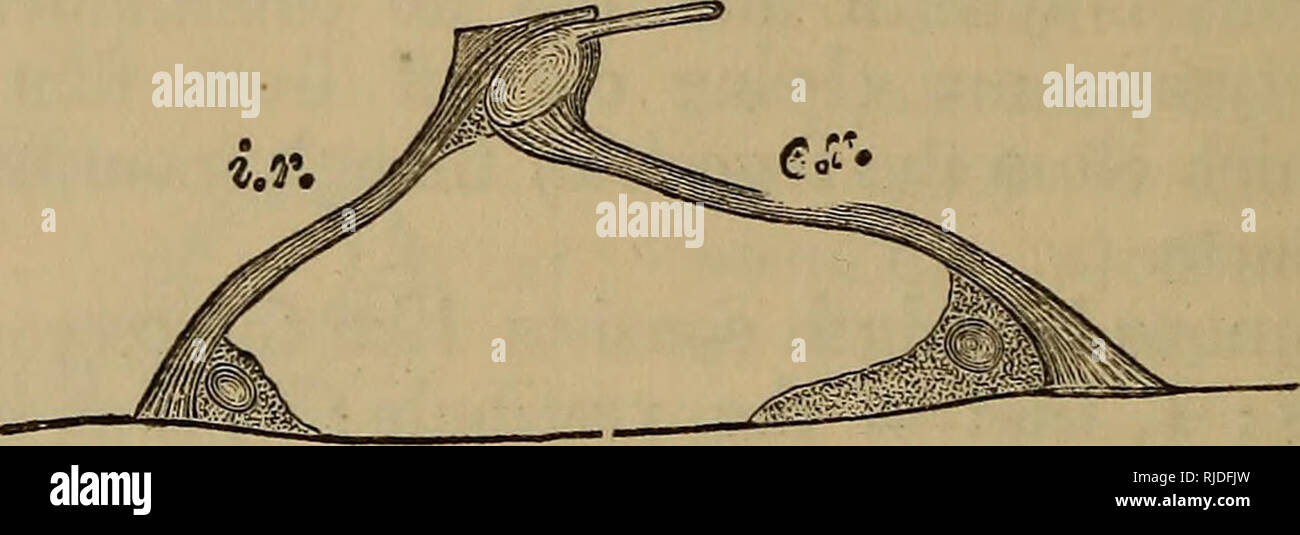 . The cat : an introduction to the study of backboned animals, especially mammals. Cats; Anatomy, Comparative. 302 THE CAT, [chap. ix. A very peculiar organ lies in the floor of the canalis membranacea, which organ is termed the organ of Corti. It lies upon the basilar membrane, and is covered above by a delicate lamina, the membrana tectoria. The latter separates the organ from the cavity of the canalis membranacea with its contained endolymph. Thus this organ, with the basilar membrane below it and the membrana tectoria above it, forms a thickened floor to the relatively wide canal of the ca Stock Photo