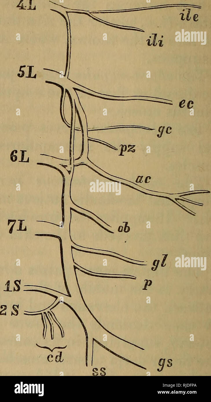 . The cat : an introduction to the study of backboned animals, especially mammals. Cats; Anatomy, Comparative. Fig. 132.—Nerves of Right Fore-paw— Palmar aspect. Median nerve supplying pollex, index, medius, and part of annulus, digits. Ulnar nerve supplying the minimus and the other part of the annulus, digits.. Fig. 133.—Diagram of the Left Lumbar and Sacral Plexuses. 4Z, 5Z, 6L and 1L. Fourth, seventh lumbar nerves. 15 and 2S. The sacral nerves. cc. Anterior crural nerves. cd. Caudal nerves. ec. External cutaneous nerve. gc. Genito-crural nerve. gl. Gluteal nerve. gs. Great sciatic nerve. H Stock Photo