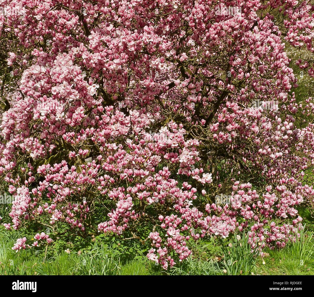 Big Magnolia Tree Blooming Full Of Pink Magnolia Blossoms Stock Photo Alamy