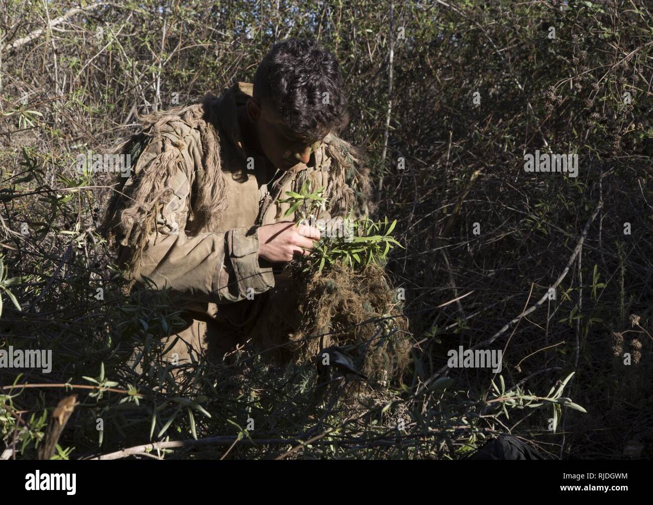 LCpl. Derrick King, 22, from Kansas City, MO, professionally instructed gunman with Regimental Surveillance and Target Acquisition Company, 1st Marine Regiment, vegetates his ghillie suit in preparation for a movement exercise on January 22, 2018. RSTAC is designed to build proficiency in scout sniper operations for service level exercises culminating in live fire full-mission profiles, reporting surveillance and reconnaissance control center operations and high-angle precision fires. Stock Photo