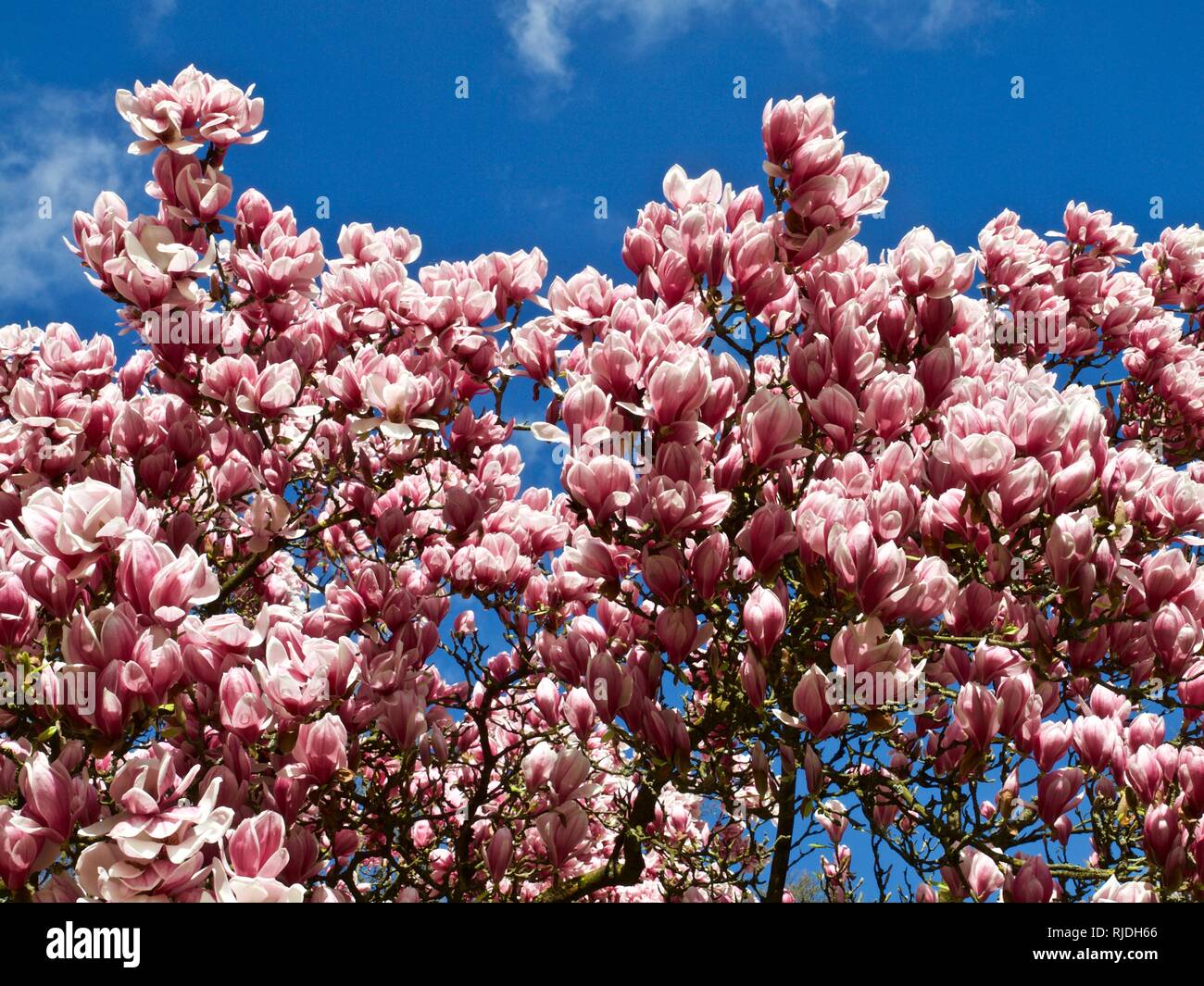 Big magnolia tree blooming full of pink magnolia blossoms Stock Photo