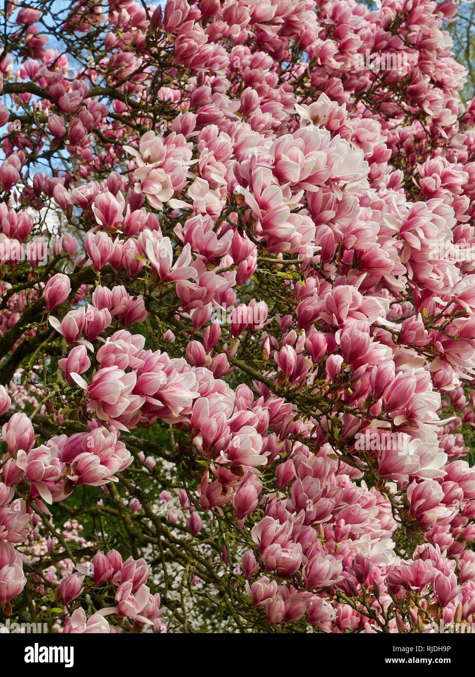Big magnolia tree blooming full of pink magnolia blossoms Stock Photo