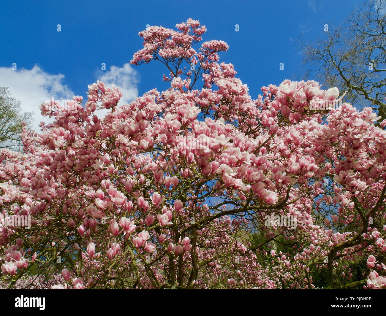Big magnolia tree blooming full of pink magnolia blossoms Stock Photo ...