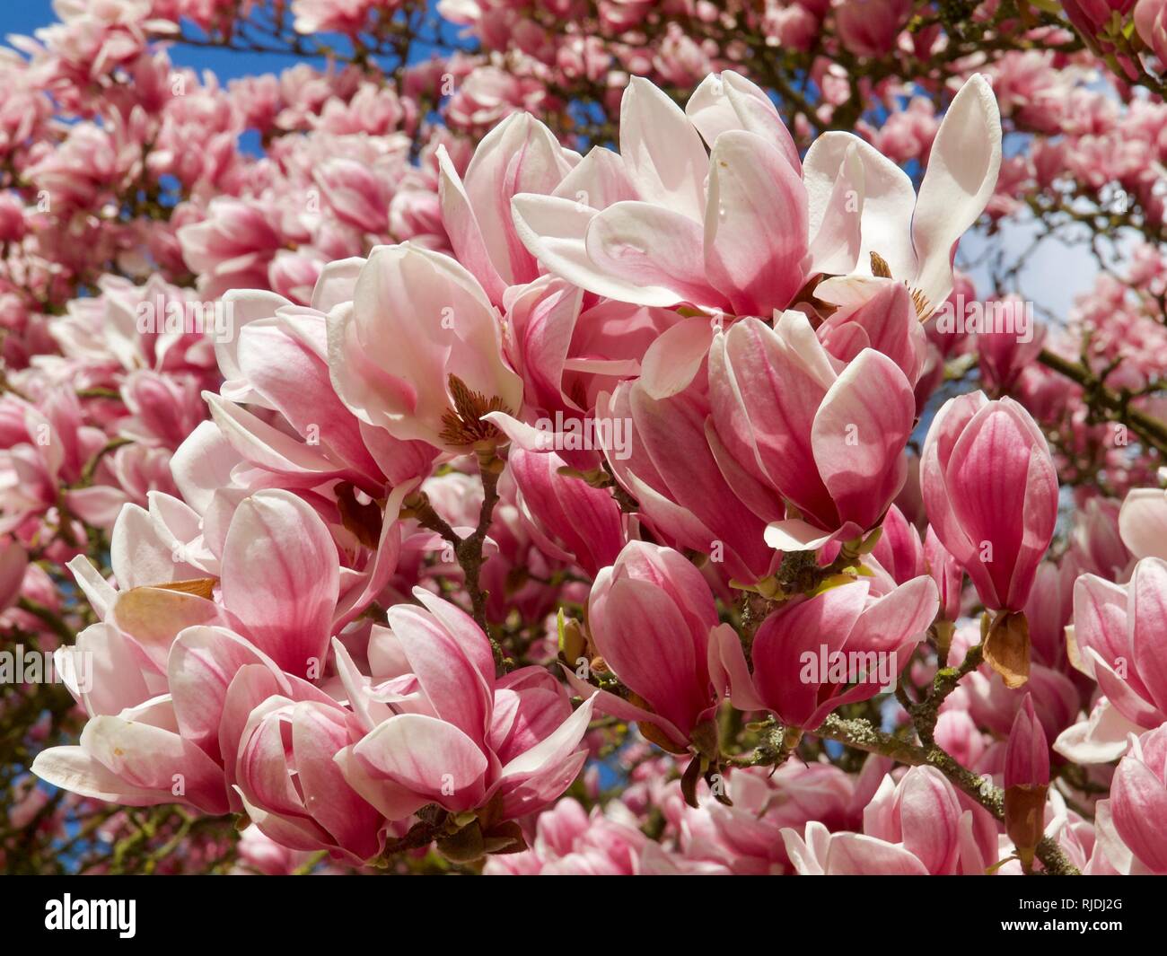 Big magnolia tree blooming full of pink magnolia blossoms Stock Photo