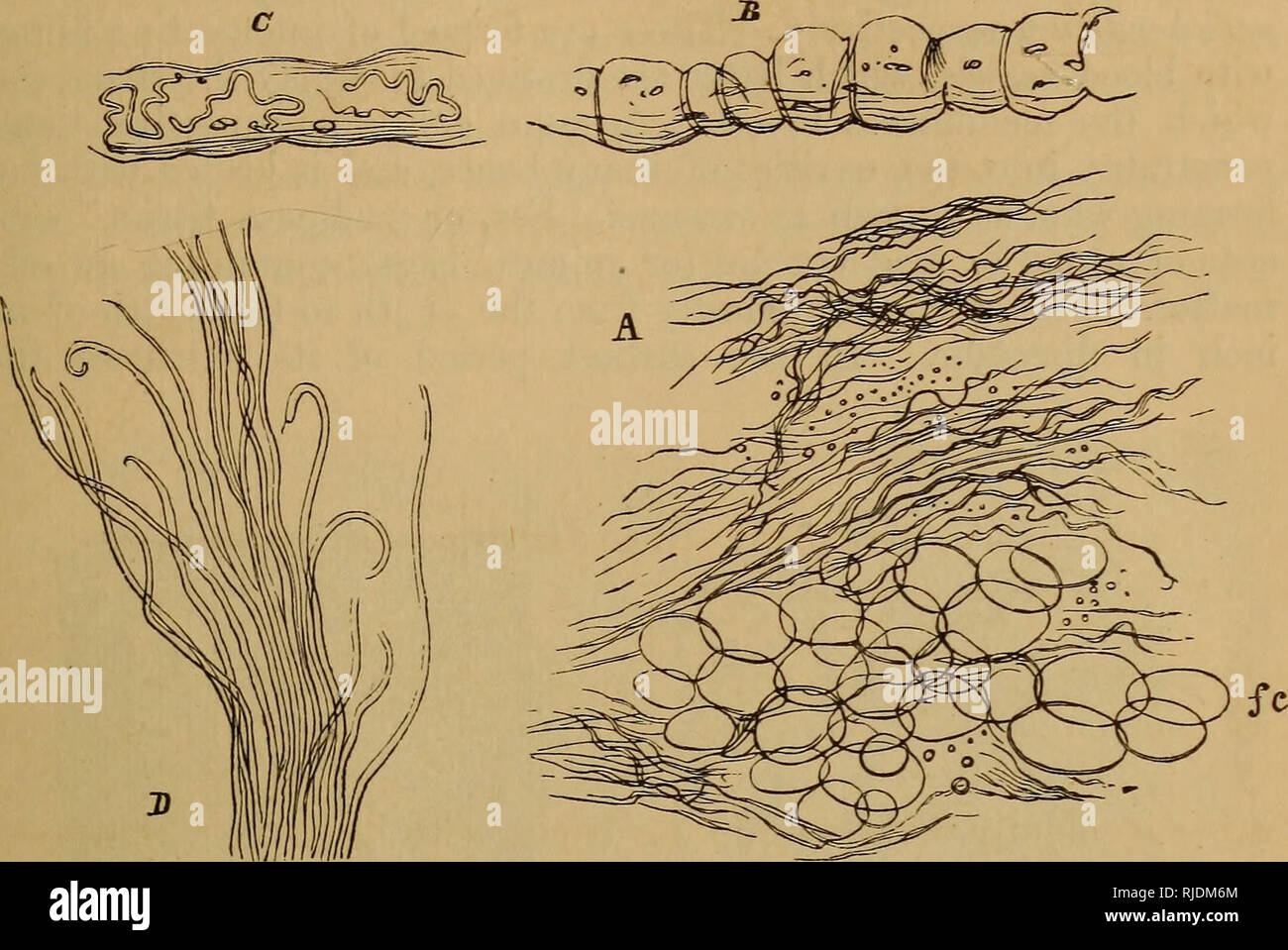 Loose areolar connective tissue hi-res stock photography and images - Alamy
