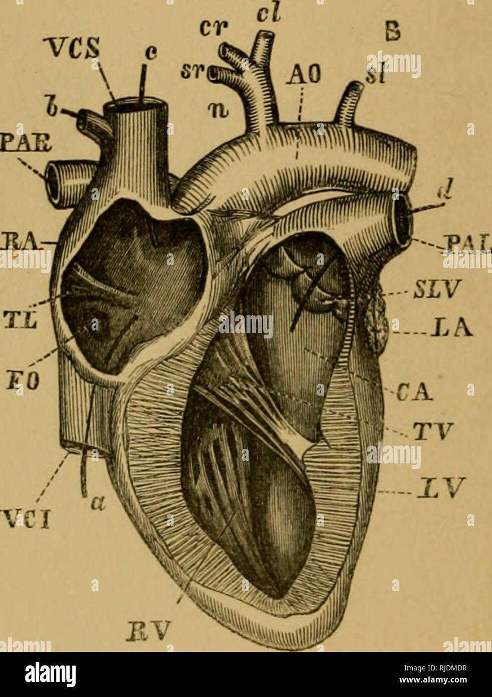 The Cat An Introduction To The Study Of Backboned Animals Especially Mammals Cats Anatomy Comparative Lv Tci Fig 102 Cat S Heart Cut Open A The Left Sitle B The Right Side A