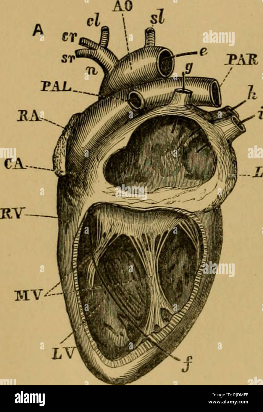 . The cat; an introduction to the study of backboned animals, especially mammals. Cats; Anatomy, Comparative. 200 TEE CAT. [chap. VII. are called anricles, and the other two, ventricles—onQ of each on each side. The auricle and ventricle of the right side are com- pletely divided off from those of the left side. The auricles open into the ventricles hy valvular apertui'es, and valves guard the openings of the great vessels. Such heing a summary of its main characters, its various parts need examination in detail. The heart of the cat lies on the ventral side of the body, within. LV. Please not Stock Photo
