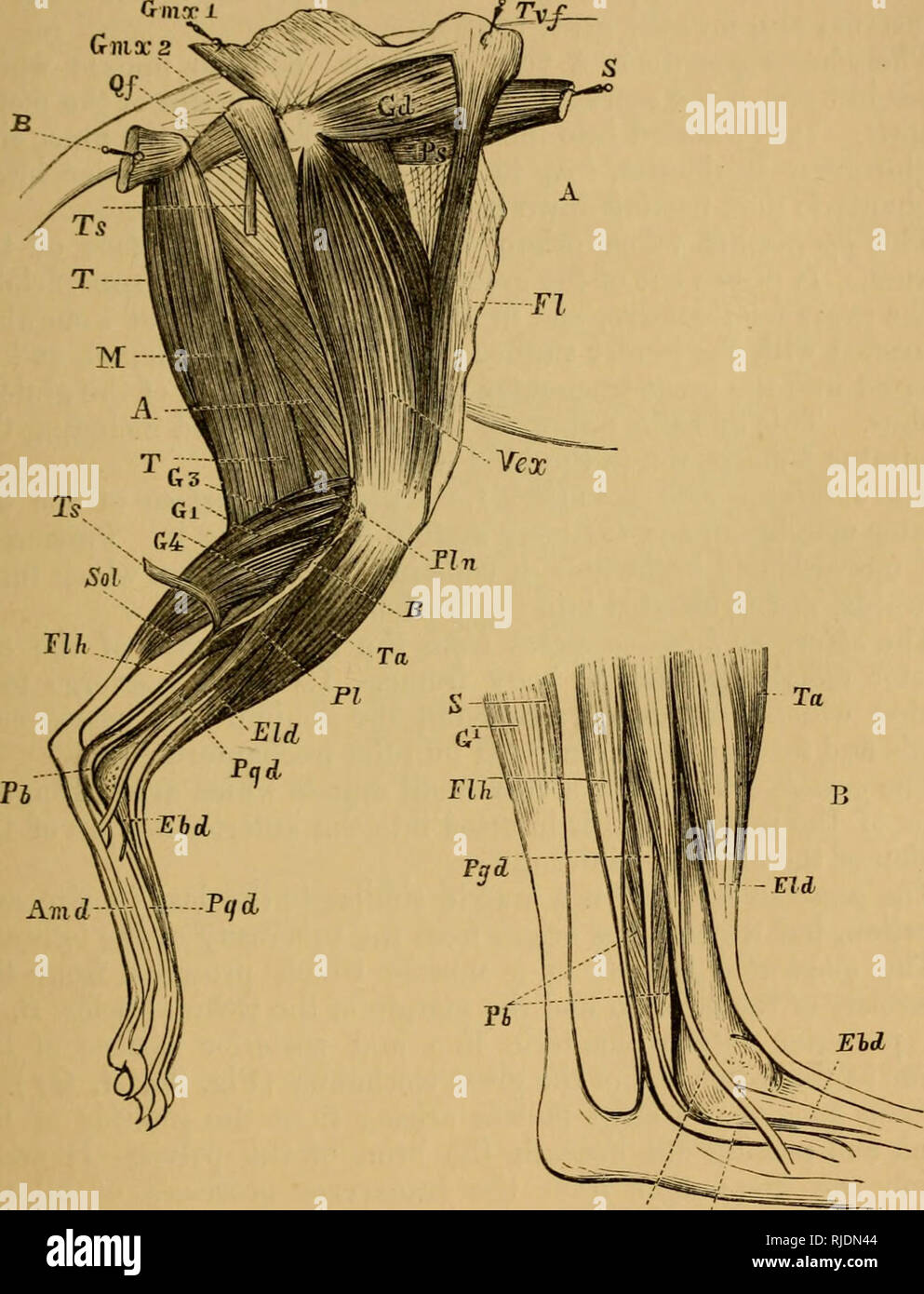 The cat; an introduction to the study of backboned animals ...