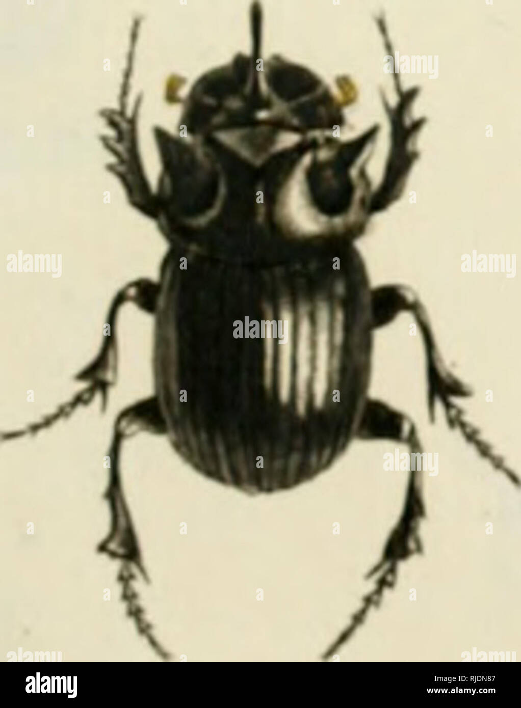 . Catalogus systematicus coleopterorum. Catalogue systematique des colÃ©optÃ¨res. Systematische naamlijst van dat geslacht van insecten dat men torren noemt. Beetles; Insecta. Coleoptera (Sistematica). lAli XXV ifi. -^tT * iO. t ft&lt;7. ^ aj. ^ *&lt;âºâ - Â»3. X % 2Â«. - Â». 25'-. Please note that these images are extracted from scanned page images that may have been digitally enhanced for readability - coloration and appearance of these illustrations may not perfectly resemble the original work.. Voet, Johannes Eusebius, 1706-1778. La Haye : G. Bakhuysen Stock Photo