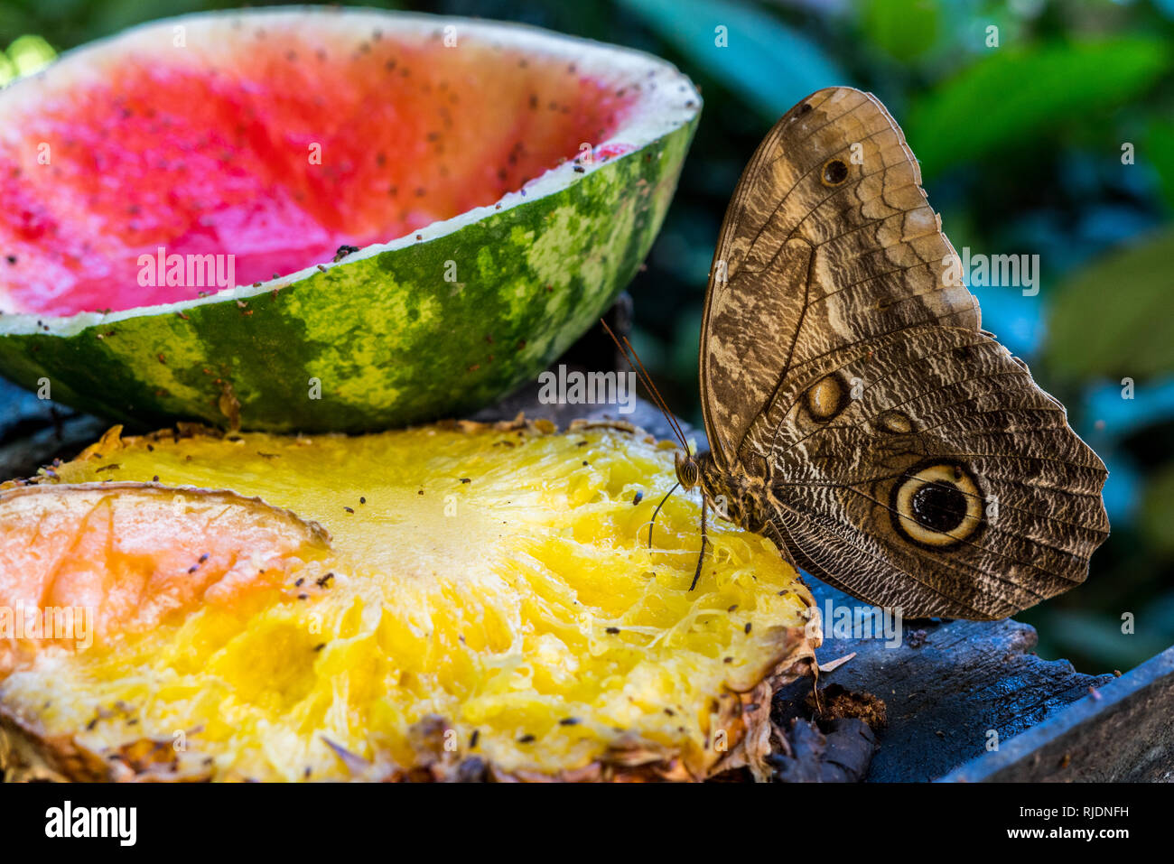 A nice colorful photo of a beautiful owl butterfly (Caligo spp) feeding on some fermenting pineapples and watermelon Stock Photo