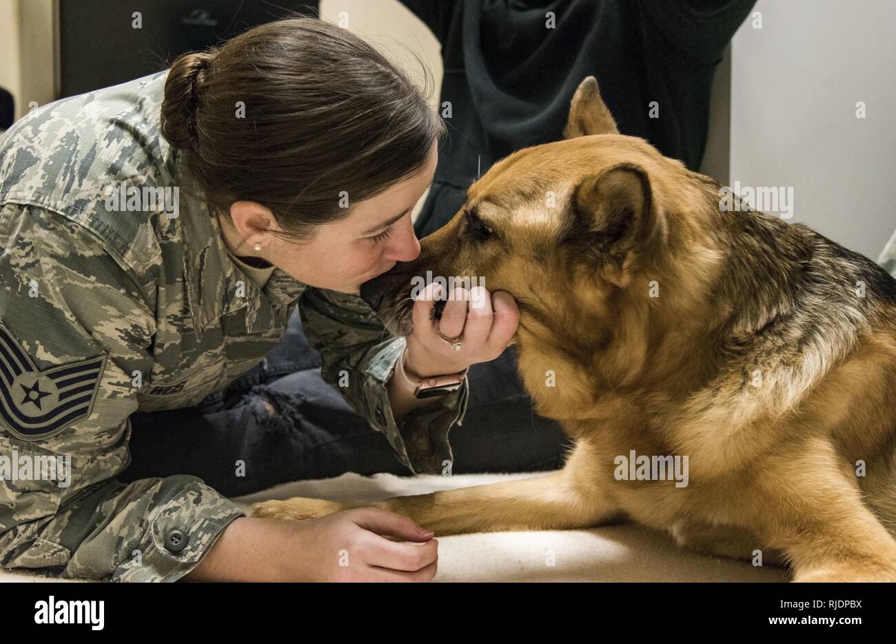 Tech. Sgt. Rachel Weis, 436th Airlift Wing inspector general inspections NCO in charge, gives retired Military Working Dog Rico a kiss on his snout Jan. 24, 2018, at the Veterinary Treatment Facility on Dover Air Force Base, Del. MWD Rico was diagnosed with Canine Degenerative Myelopathy, which led to his retirement back in January 2016. Stock Photo