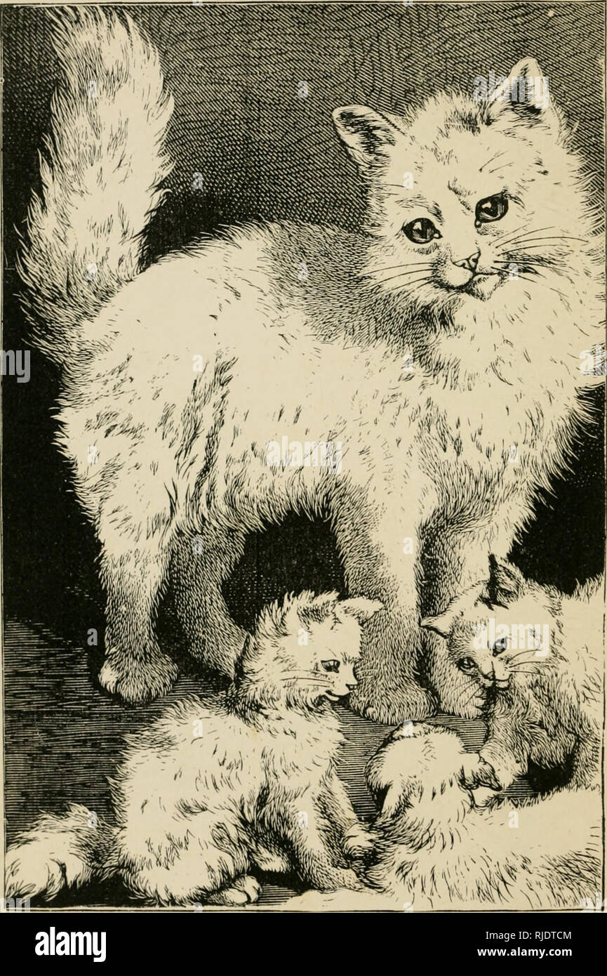 The Natural History of Domestic Cats