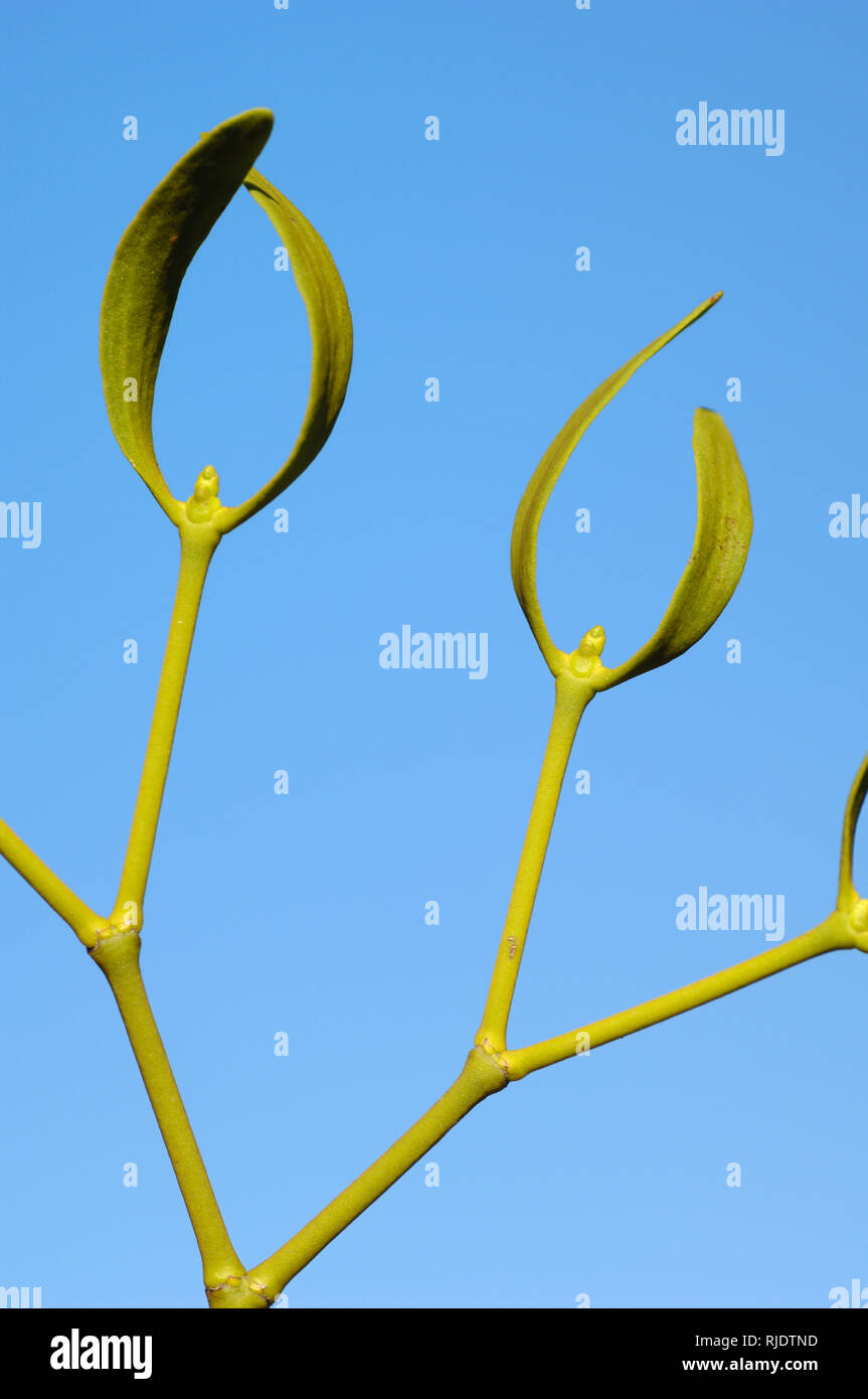 Abstract Stalks, Plant Stems and Nodes and Characteristic Curved Leaves of European Mistletoe (Viscum album) Stock Photo