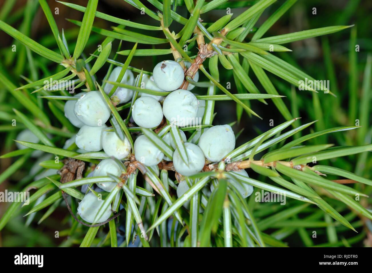 Cones of Common Juniper (Juniperus communis) Stock Photo